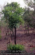 lophira-lanceolata